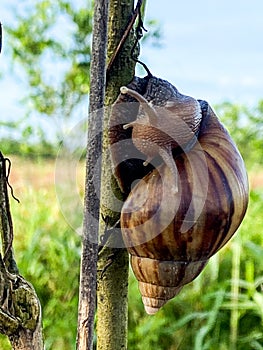A beautiful snail