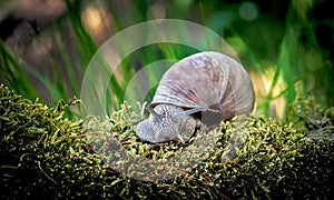 A beautiful snail climbs the grass in the garden