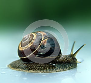 Beautiful snail crawls .
