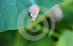 Beautiful snail on the edge of a large leaf