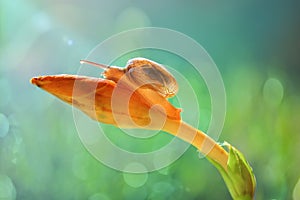 Beautiful snail on a flower in tropical garden photo