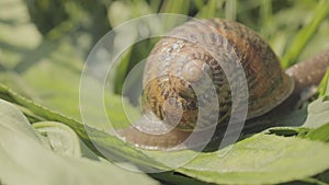 Beautiful snail in the grass close-up. A snail crawls in the grass close-up. Snail in the grass. Helix Aspersa snail in