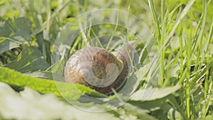 Beautiful snail in the grass close-up. A snail crawls in the grass close-up. Snail in the grass. Helix Aspersa snail in