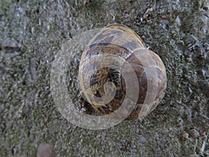 beautiful snail hiding in his house resting animal