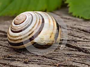 Beautiful snail in its spiral shell with leaves on the background, macro close up