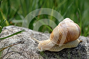 Beautiful snail moving on a rock