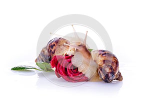 Beautiful snail on the rose bud. Ð¡oncept of advertising cosmetics and facial massage