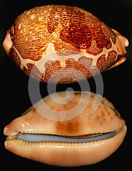 Beautiful snail shell photo