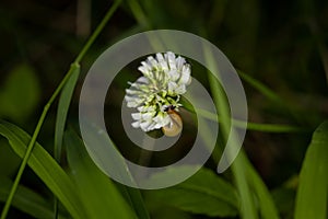 Beautiful snail sitting on white flower in a german forest, Germany