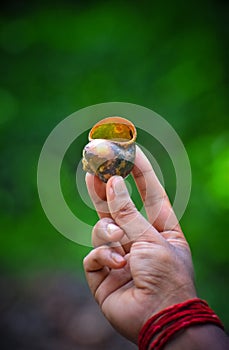 Beautiful snail, snail on hand ,