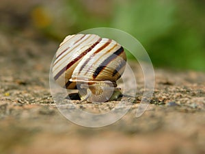 beautiful snail on a very large stone.  Caucasotachea vindobonensis photo