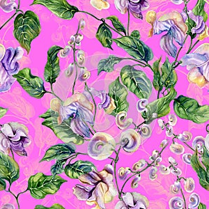 Beautiful snail vine twigs with purple flowers on bright pink background. Seamless floral pattern. Watercolor painting.