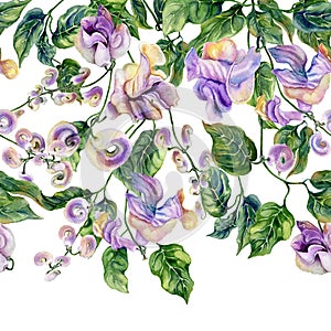 Beautiful snail vine twigs with purple flowers on white background. Seamless floral pattern, border. Watercolor painting.