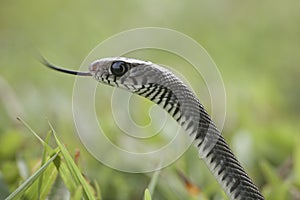 Beautiful Snake From Borneo Island