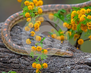 Beautiful Snake slithers along tree trunk in springtime