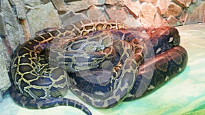 beautiful snake zoo