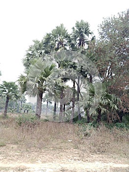 Beautiful snap of Borassus flabellifer Asian palmyra palm Plants in jungle village route nawada Bihar india
