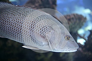 Beautiful Snapper saltwater fish