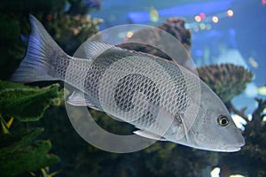 Beautiful Snapper saltwater fish with gray scales