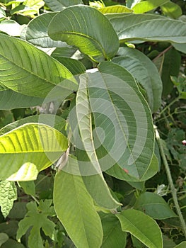 A beautiful snapshot of season`s new and fresh green leaves of guava fruit tree