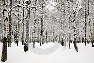 Beautiful snow covered branches of birch grove in russian winter