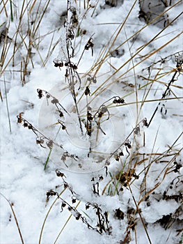 Beautiful  snow covered  dry plants in the field in winter