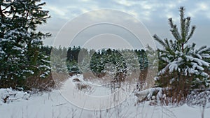 Beautiful snow covered forest in front gray sky. Fir trees standing under snow.