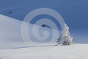 Beautiful snow covered hills with lonely pine tree, winter landscape