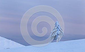 Beautiful snow covered hills with lonely pine tree, winter landscape