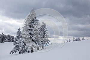 Beautiful snow covered hills with lonely pine tree, winter landscape