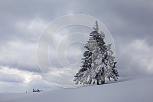 Beautiful snow covered hills with lonely pine tree, winter landscape