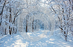 A beautiful snow-covered landscape of spruce forest in winter. Winter weather, frost