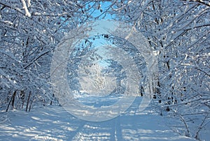 A beautiful snow-covered landscape of spruce forest in winter. Winter weather, frost