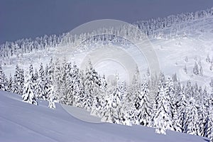 Krásny sneh pokrytý borovica stromy 