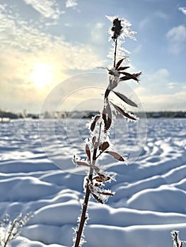 beautiful snow-covered sprig of grass in winter