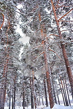 Beautiful snow-covered trees in a winter landscape.Spruce and pine forest after a snowfall. photo from bottom to top