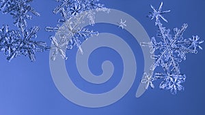 Beautiful snow flake on a light blue background close up