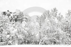 Beautiful snow and frost covered trees Winter landscape in heavy snow storm