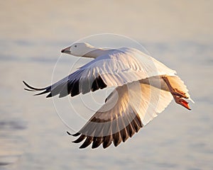 Beautiful Snow Goose is shown flying above water during winter migration