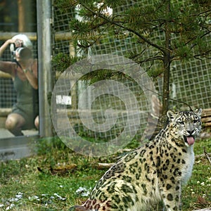 The beautiful Snow Leopard being photographed in Marwell zoo