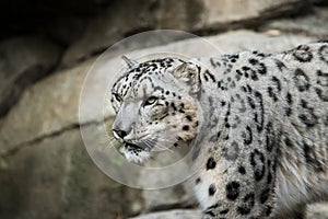 Beautiful Snow Leopard at a local zoo.