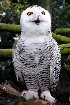 Beautiful snow owl