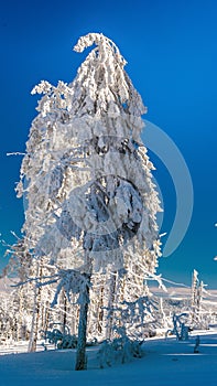 Beautiful snow tree
