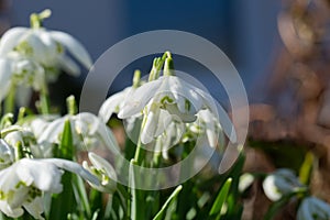 Beautiful snowdrop flower