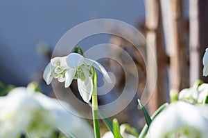 Beautiful snowdrop flower