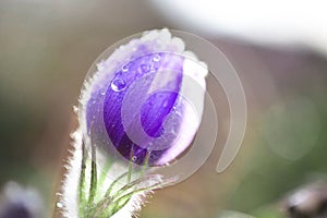 Beautiful snowdrop flower in drops