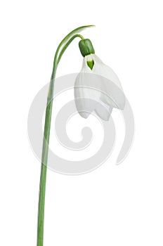 Beautiful Snowdrop flower