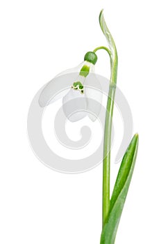 Beautiful Snowdrop flower