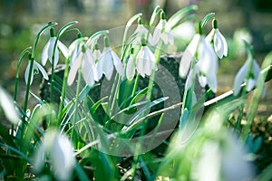 Beautiful snowdrop flowers Galanthus nivalis at spring. The first flowers of snowdrops in early spring