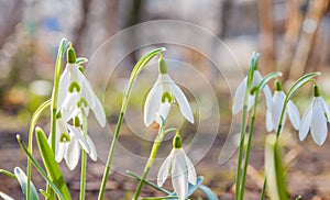 Beautiful snowdrop flowers Galanthus nivalis at spring. The first flowers of snowdrops in early spring